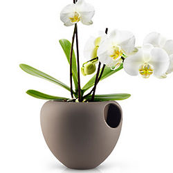 Self-Watering Orchid Pot