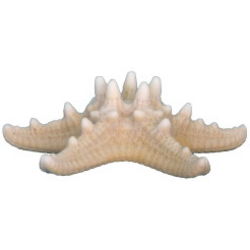 Knobbed Starfish in Caribbean Coral