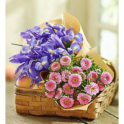 20 Stem Pink Aster and Blue Iris Bouquet