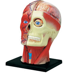 4D Human Anatomy Head Model