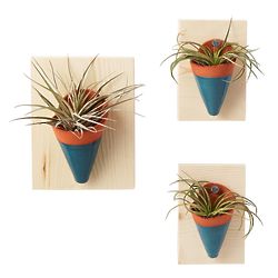 Air Plant Wall Sconces
