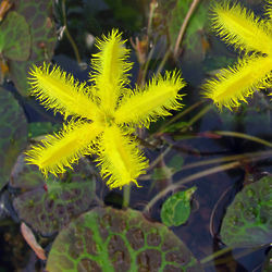 Yellow Snowflake Tropical Bog Plants