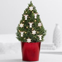 Angels and Snowflakes Cypress Christmas Tree in Red Tin - FindGift.com