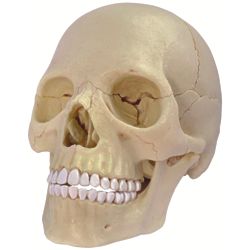 4D Human Anatomy Exploded Skull Model