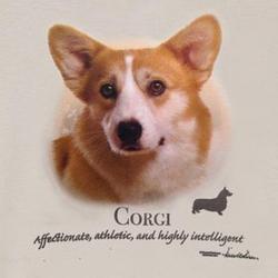Corgi Dog Breed T-Shirt