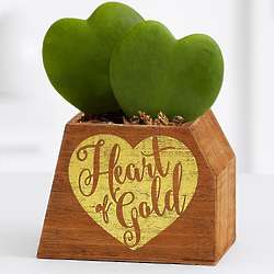 Heart of Gold Hoya Heart Plants in Planter