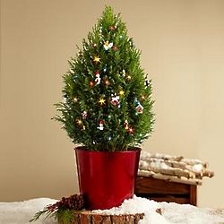 Indoor Cypress Mini Christmas Tree