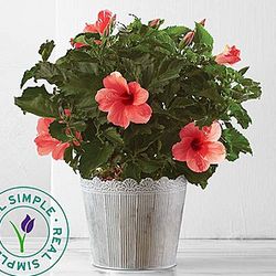 Tropical Pink Hibiscus Plant