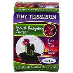 Tiny Terrarium Kit with Robust Hedgehog Cactus