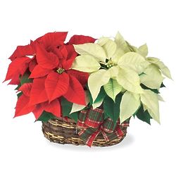 Twin Poinsettia Gift Basket