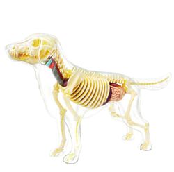 4D Full Skeleton Dog Model
