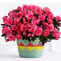 All Across Africa Planter with Hot Pink Azalea