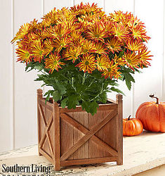 Point Pelee Fall Mum in Wood Planter