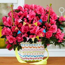 Pink Pop Birthday Azalea Plant