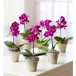 Orchid Party Pack