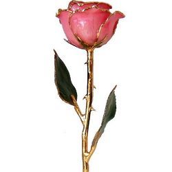 Gold Trimmed Preserved Pink Rose