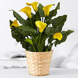 Potted Yellow Calla Lily Basket