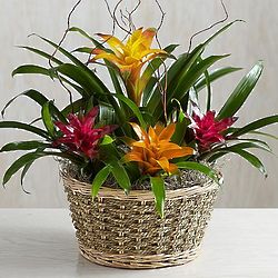 Deluxe Colorful Tropical Garden Flowers in Basket
