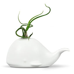 Spouting Whale Air Plant Holder