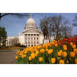 Wisconsin Capitol Tulips Poster