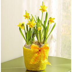 Delightful Daffodil Plant