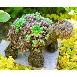 Succulent Baby Turtle Topiary