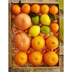 Winter Citrus Fruit Gift Box with Merry Christmas Ribbon