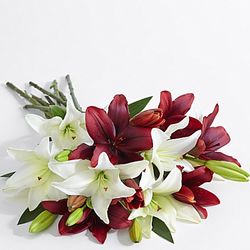 Holiday Lilies Bouquet