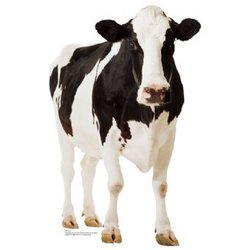 Cow Cutout