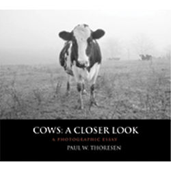 Cows: A Closer Look Book