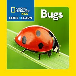 Little Kids Look and Learn Bugs Book