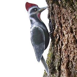 Pecking Woodpecker Iron Garden Sculpture