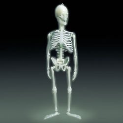 Glow-in-the-Dark Human Skeleton