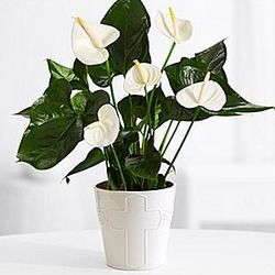 Remembrance Peace Lily