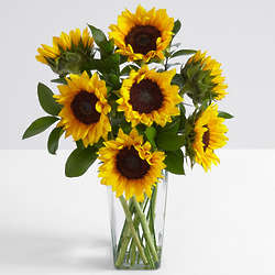 Sunflower Radiance Bouquet in Square Glass Vase