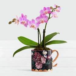 Midnight Garden Orchid
