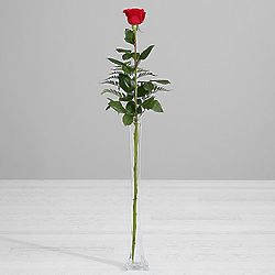 3.5 Foot Breathtaking Beauty Rose with Vase