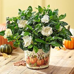 Autumn Elegance Gardenia Plant