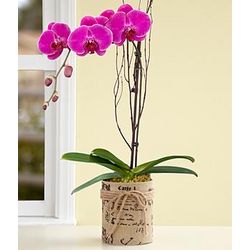 Potted Purple Orchid