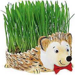 Grow a Hedgehog Paintable Grass Planter Kit