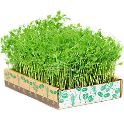 Green Living Grow Box