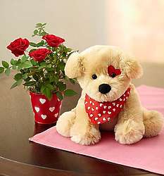 Lovable Pup and Mini Red Rose Plant