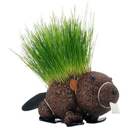 Grow Your Own Hairy Beaver Plant