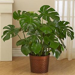 Philodendron Monstera Floor Plant