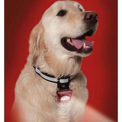 PupLight Lighted Reflective Dog Safety Collar