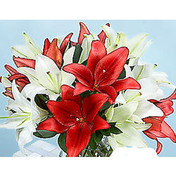 Deluxe Holiday Lilies with Vase
