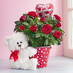 Hearts and Hugs Valentine's Rose Plant with Teddy Bear