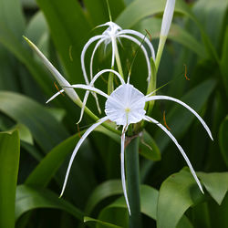 Spider Lily Plant