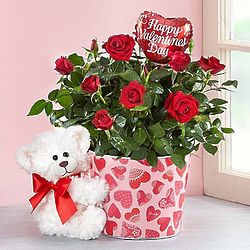 Large Bundle of Love Rose Plant with Valentine's Teddy Bear