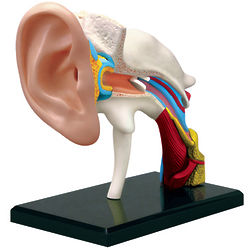 4D Human Anatomy Ear Model
